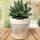 Maison & Déco Vases / caches pots d'intérieur Sud Trading Cache pot en bambou graphique  15.5 cm Beige