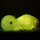 Marques à la une Lampes à poser Kontiki Veilleuse caméléon LED Vert