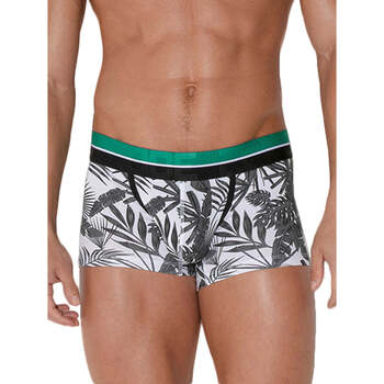 boxers code 22  boxer palm tree code22 