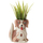 Maison & Déco Vases / caches pots d'intérieur Enesco Petit cache Pot Allen Designs - Petit chien Beige