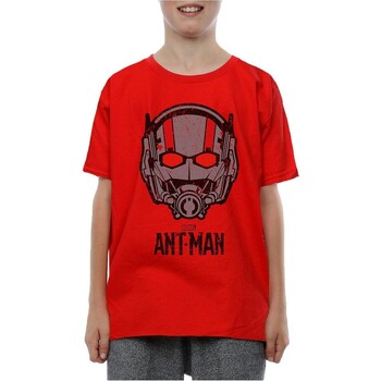 Vêtements Garçon T-shirts manches courtes Ant-Man BI519 Rouge