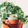 Maison & Déco Vases / caches pots d'intérieur Pepin Olla Pépin en terre cuite finition vert pastel Vert