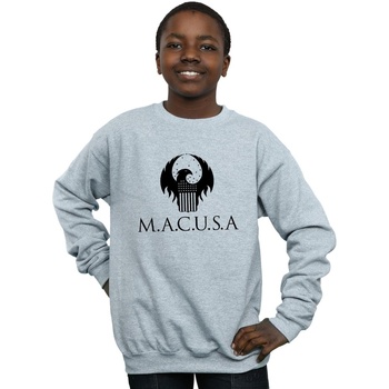 Vêtements Garçon Sweats Fantastic Beasts MACUSA Logo Gris