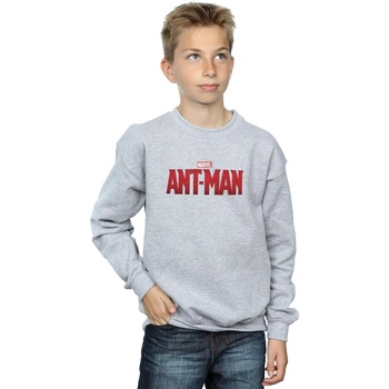 Vêtements Garçon Sweats Marvel Ant-Man Movie Logo Gris