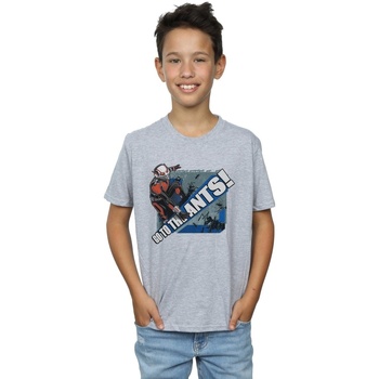 Vêtements Garçon T-shirts manches courtes Marvel Ant-Man Go To The Ants Gris
