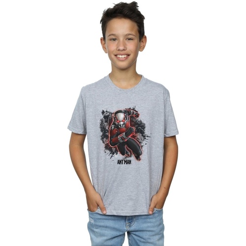 Vêtements Garçon T-shirts manches courtes Marvel Ant-Man Ants Running Gris