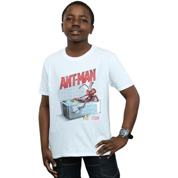 Vêtements Garçon T-shirts manches courtes Marvel Ant-Man And The Wasp Bathing Ant Blanc