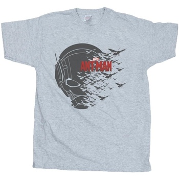 Vêtements Garçon T-shirts manches courtes Marvel Ant-Man Flying Helmet Gris